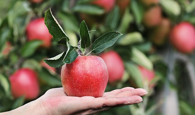 Can you tell me more about the fiber in apples